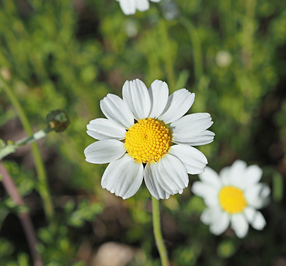 Изображение особи Anthemis ruthenica.