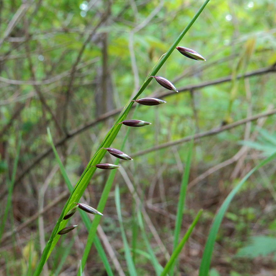 Image of Melica nutans specimen.