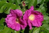 Rosa rugosa