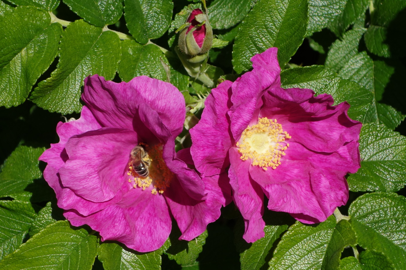 Image of Rosa rugosa specimen.