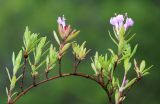 Thymus urussovii. Часть цветущего растения. Приморский край, Ольгинский р-н, окр. пгт Ольга, гора Крестовая, разреженное дубовое криволесье с единичными, сохранившимися от пожаров, кустами Pinus pumila на каменисто-щебнистом южном склоне вблизи вершины. 08.07.2022.
