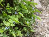 Omphalodes cappadocica