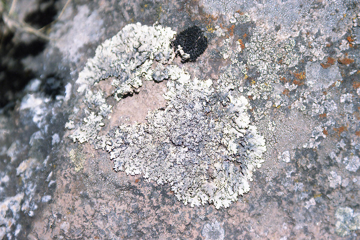 Image of genus Parmelia specimen.