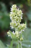 Veratrum lobelianum