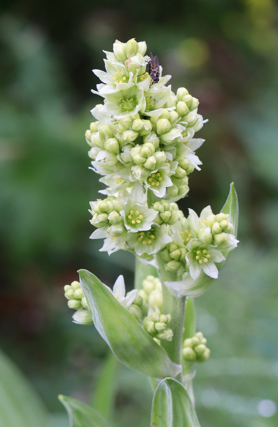 Изображение особи Veratrum lobelianum.