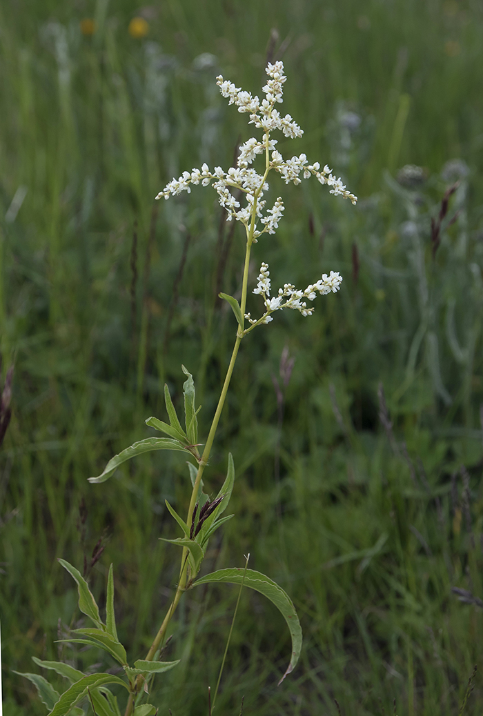 Изображение особи Aconogonon panjutinii.