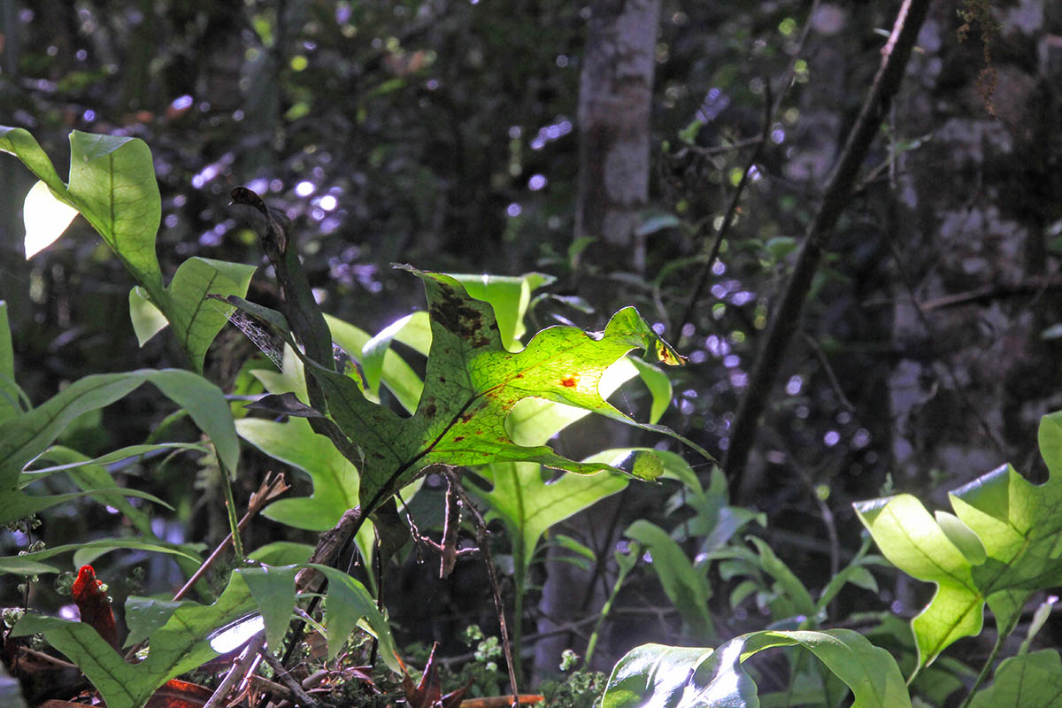 Image of genus Drynaria specimen.