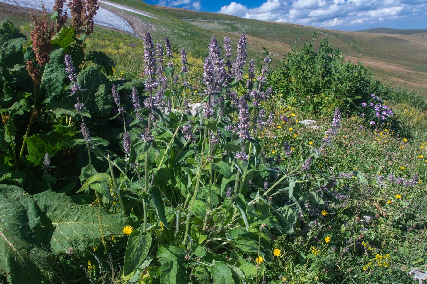 Изображение особи Stachys balansae.