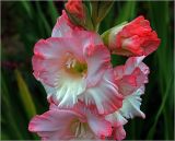 Gladiolus &times; gandavensis