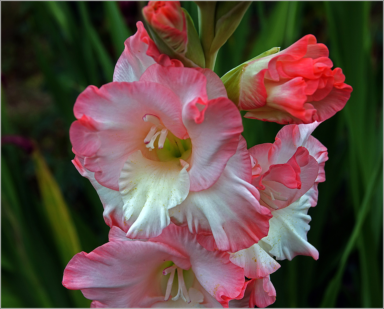 Изображение особи Gladiolus × gandavensis.