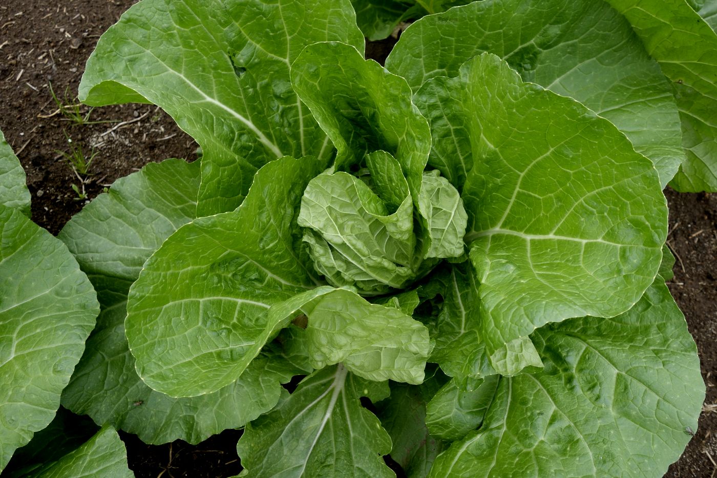 Image of Brassica rapa ssp. pekinensis specimen.