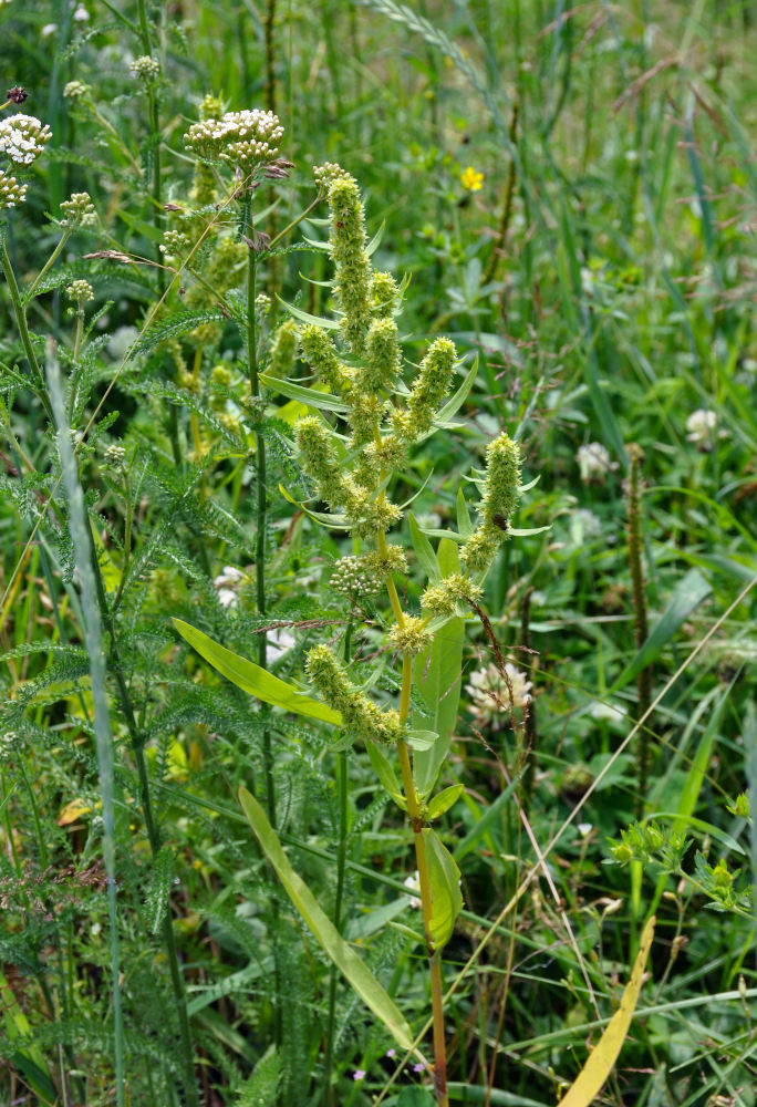 Изображение особи Rumex maritimus.