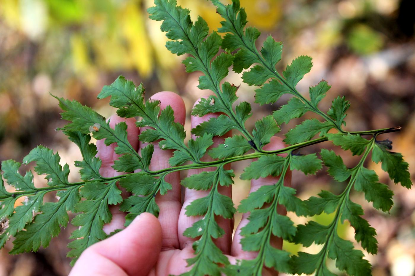 Image of Dryopteris carthusiana specimen.