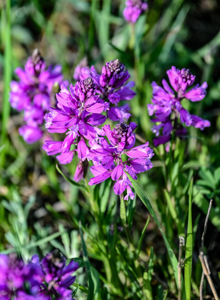 Изображение особи род Polygala.