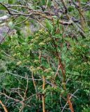 Spiraea hypericifolia. Верхушка ветви с соплодиями. Алтайский край, Змеиногорский р-н, восточный берег оз. Колыванское, заросли кустарников у подножия скал. 28.06.2021.
