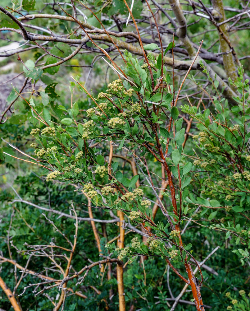 Image of Spiraea hypericifolia specimen.