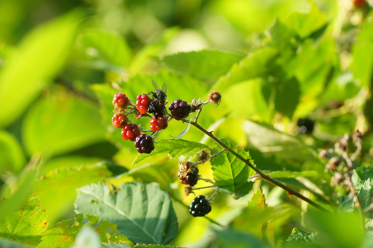 Image of genus Rubus specimen.