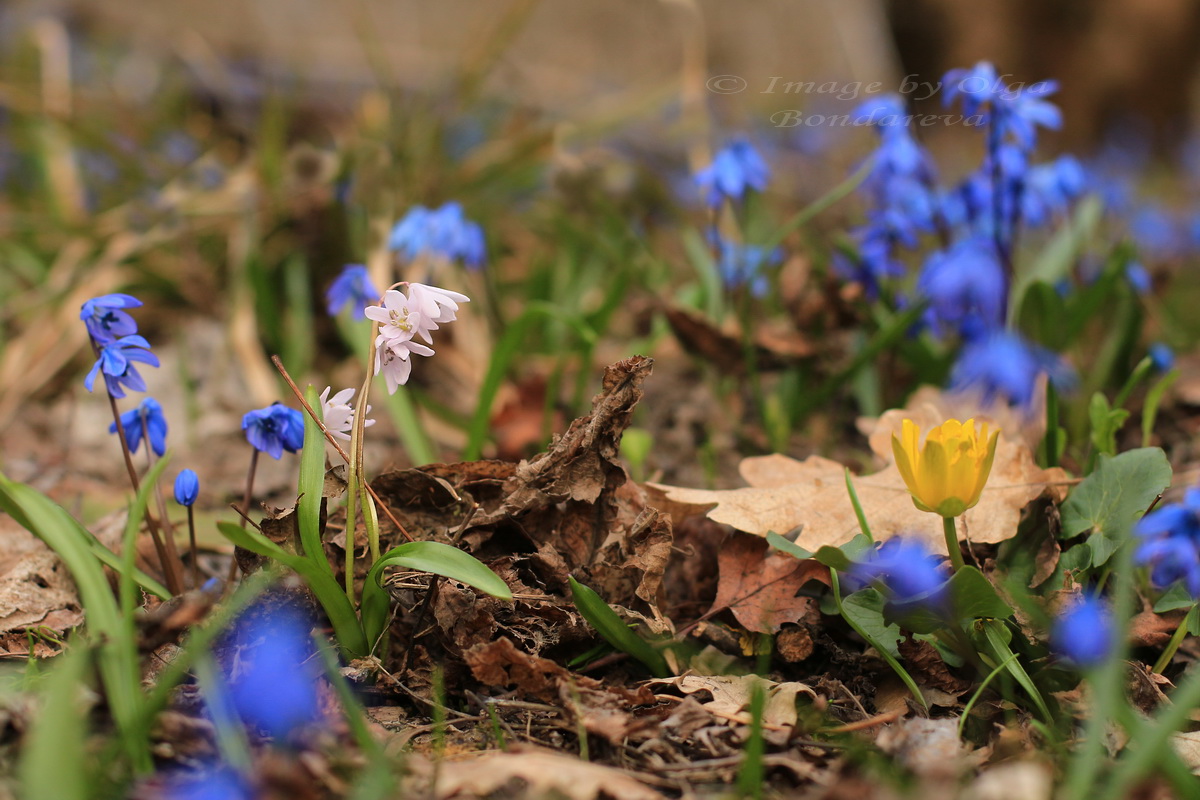 Image of Scilla siberica specimen.