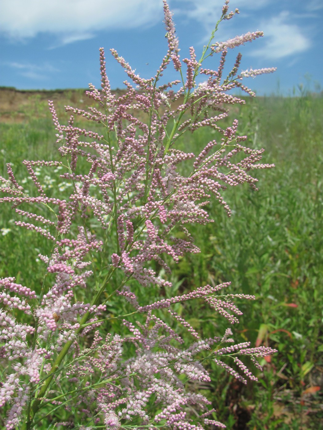 Изображение особи Tamarix ramosissima.