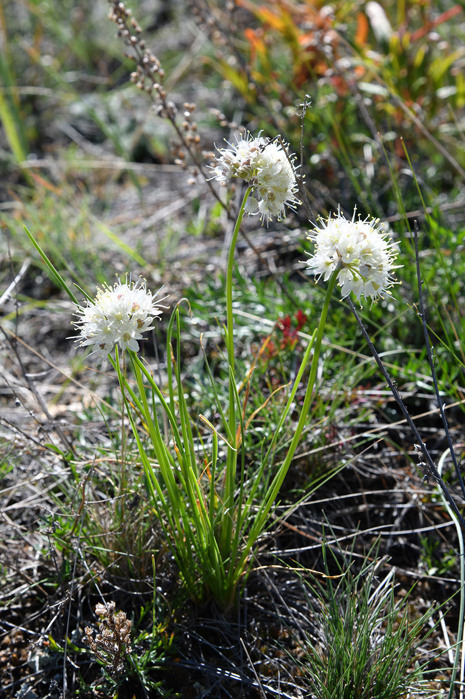 Image of genus Allium specimen.