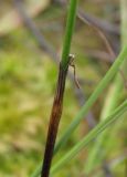 Eriophorum russeolum