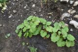 Tussilago farfara