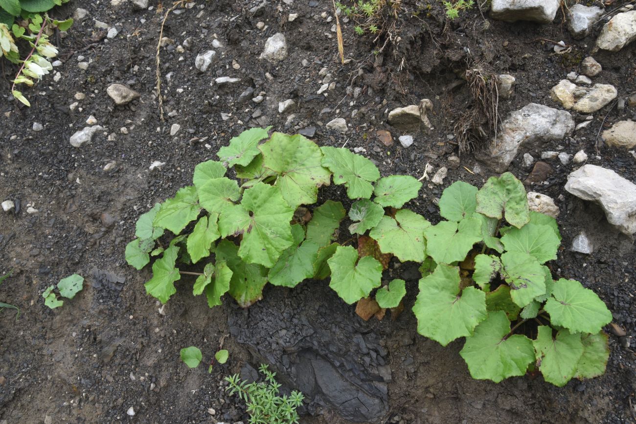 Image of Tussilago farfara specimen.