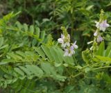 Galega officinalis