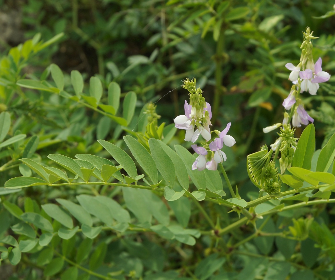 Изображение особи Galega officinalis.