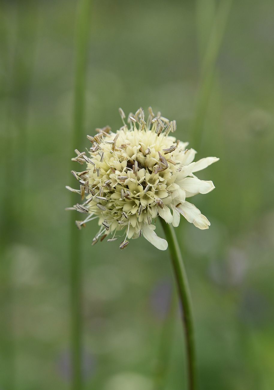 Изображение особи род Cephalaria.