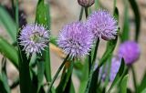 Allium platyspathum. Соцветия. Киргизия, Ошская обл., Памир, Заалайский хр., долина р. Ачик-Таш, ≈ 3600 м н.у.м., альпийский луг, осыпающийся каменистый участок. 03.07.2022.