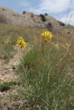 Asphodeline lutea
