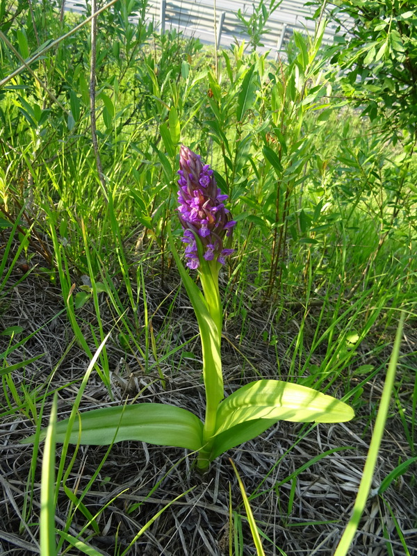 Изображение особи Dactylorhiza incarnata.