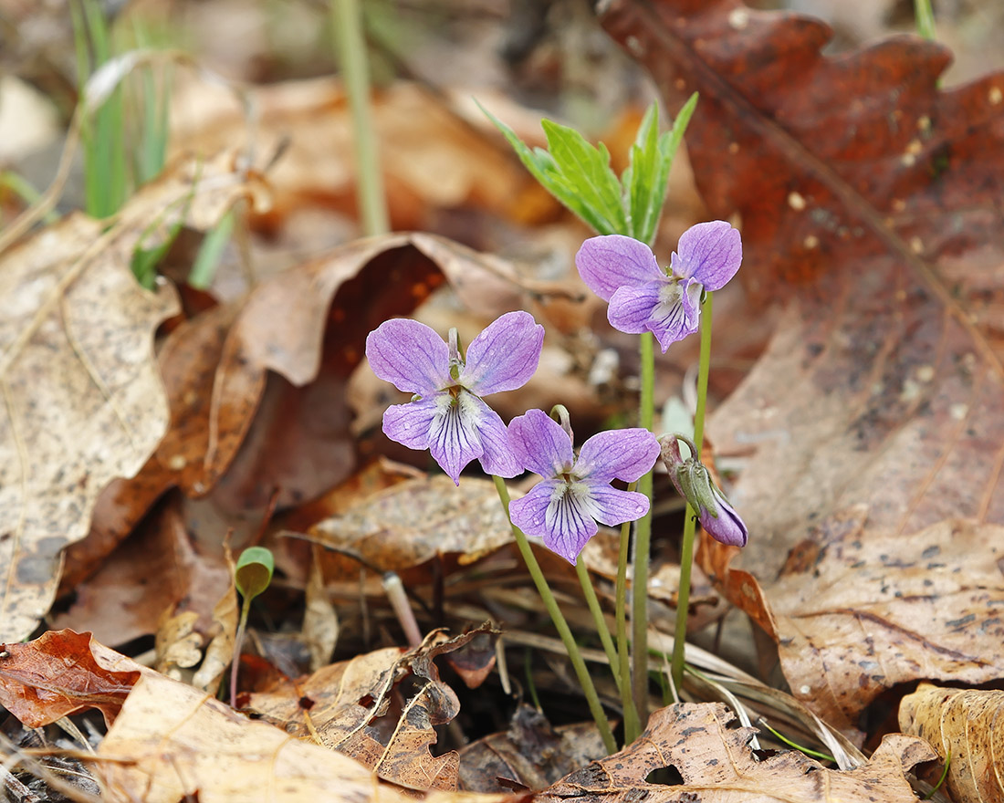 Image of Viola dactyloides specimen.