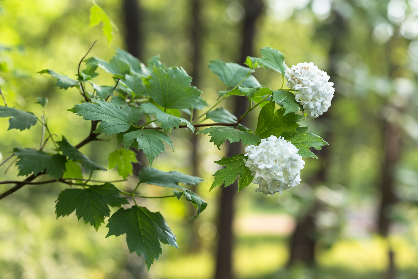 Изображение особи Viburnum opulus f. roseum.