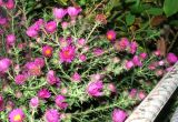 Symphyotrichum novae-angliae