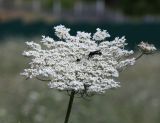 Daucus carota. Соцветие с питающимся самцом осы Scolia sexmaculata. Крым, окр. Ялты, зарастающее заброшенное поле. 18 июля 2023 г.