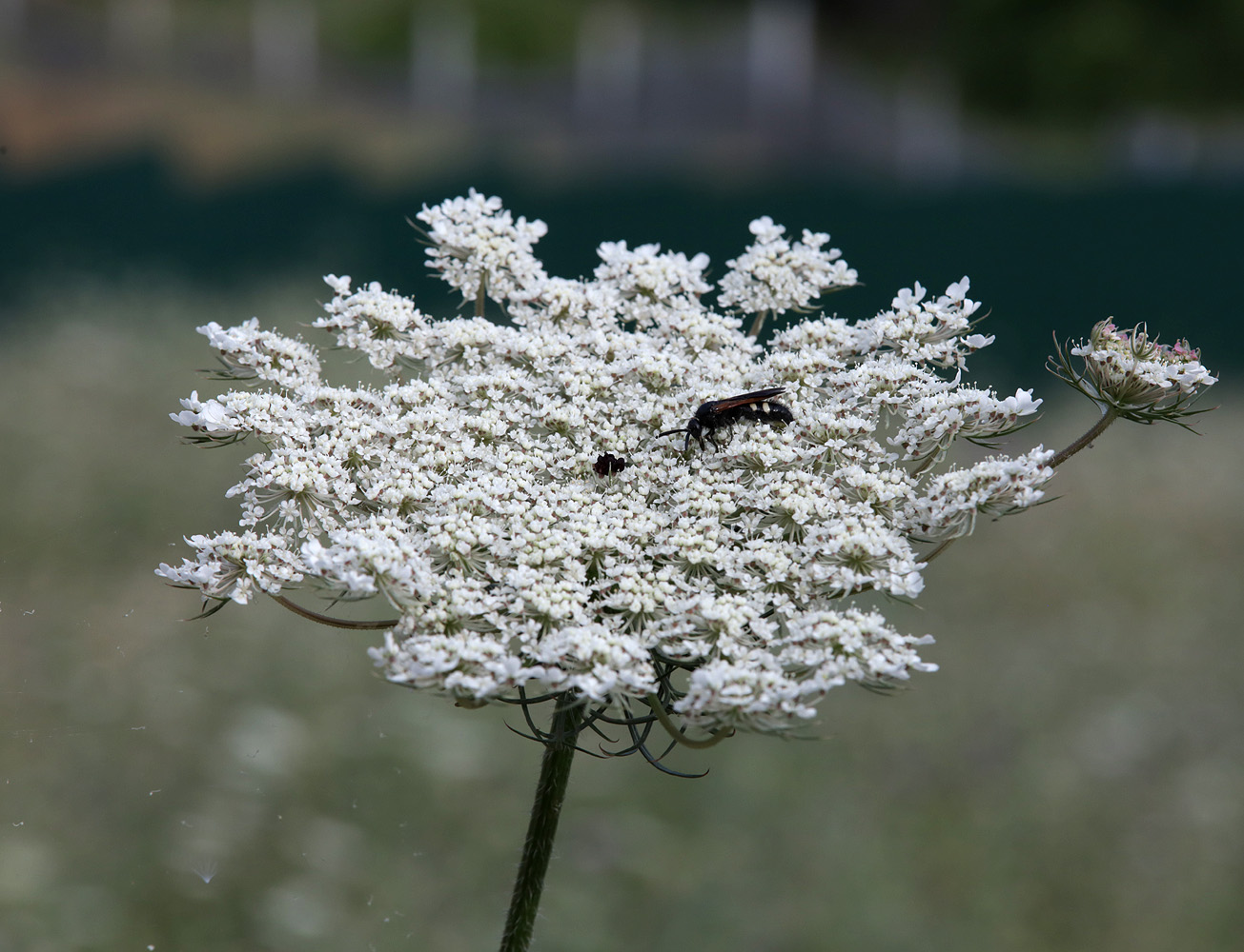 Изображение особи Daucus carota.