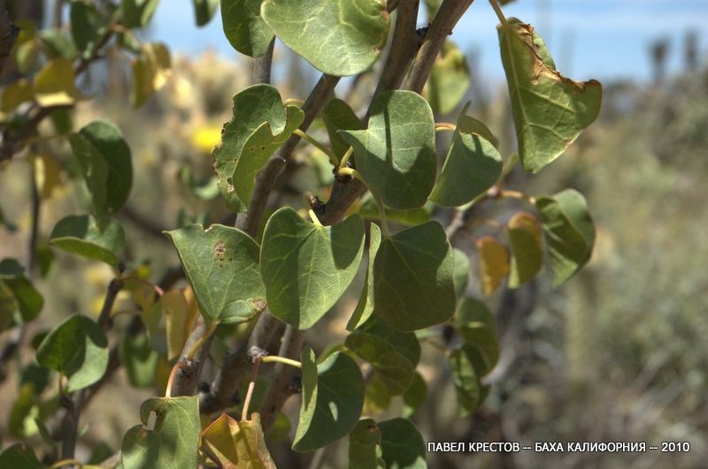 Image of Jatropha cinerea specimen.