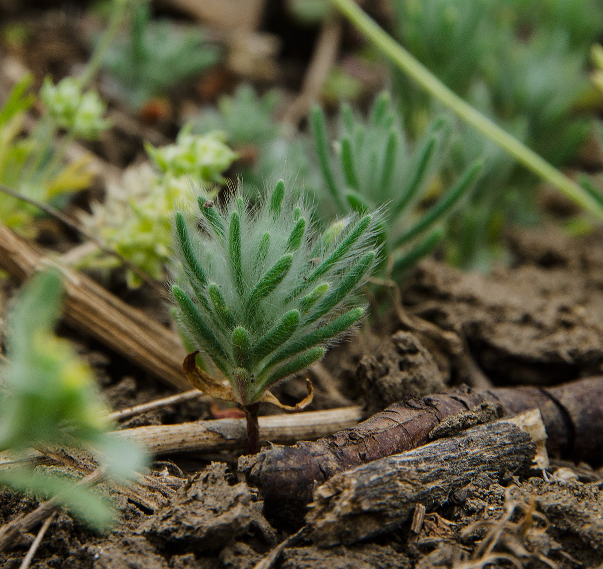 Изображение особи Sedobassia sedoides.