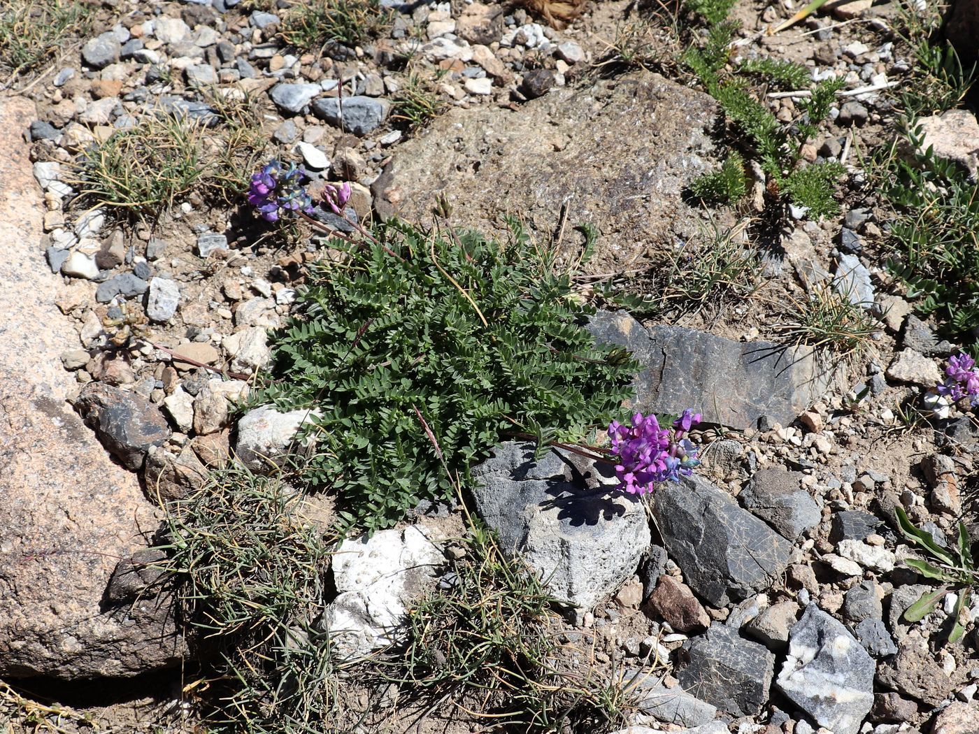 Image of Oxytropis lapponica specimen.