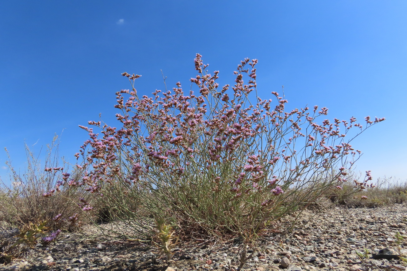 Image of Limonium leptophyllum specimen.