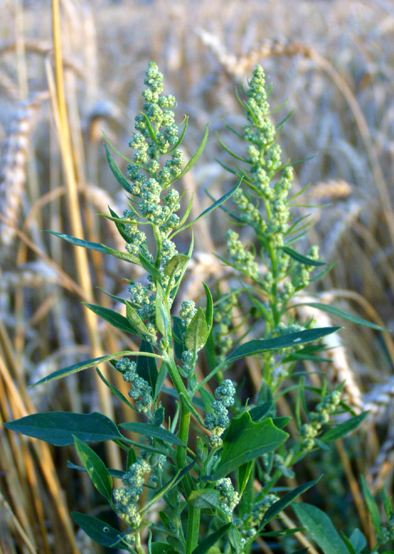 Изображение особи Chenopodium album.