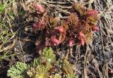 Corydalis nobilis