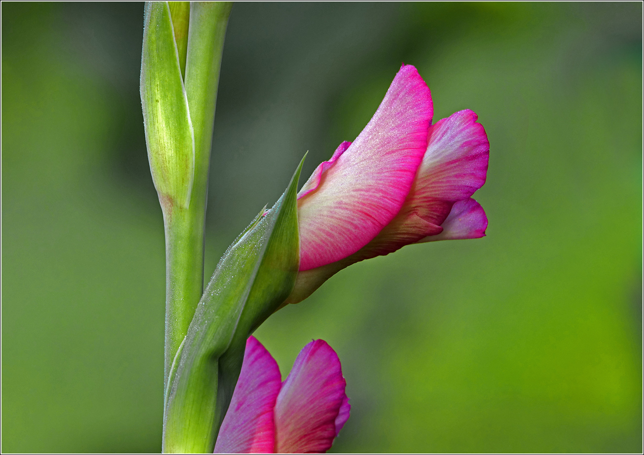 Изображение особи Gladiolus &times; gandavensis.