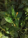 Mirabilis jalapa