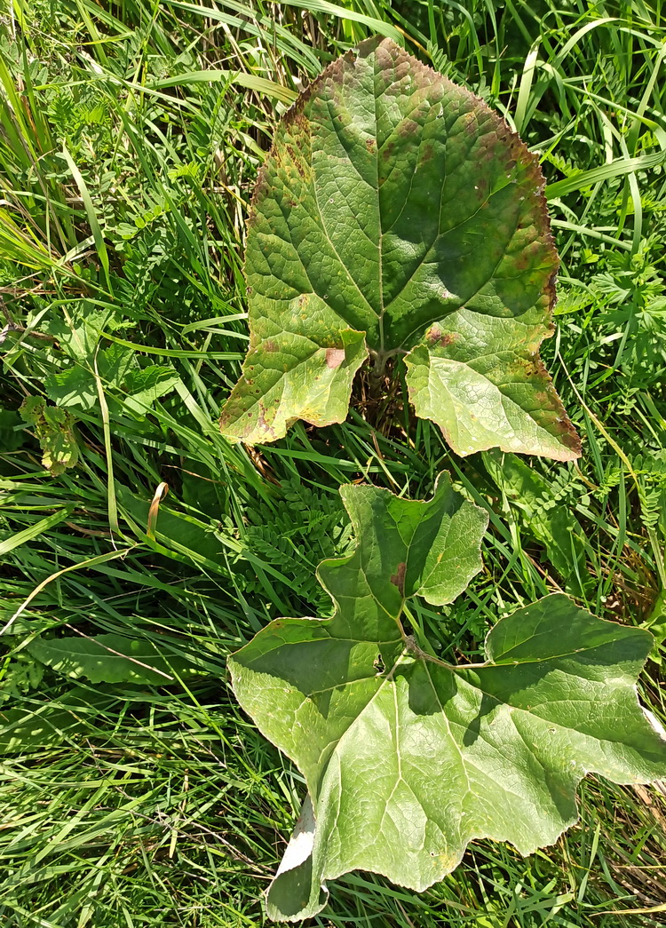 Image of Petasites spurius specimen.