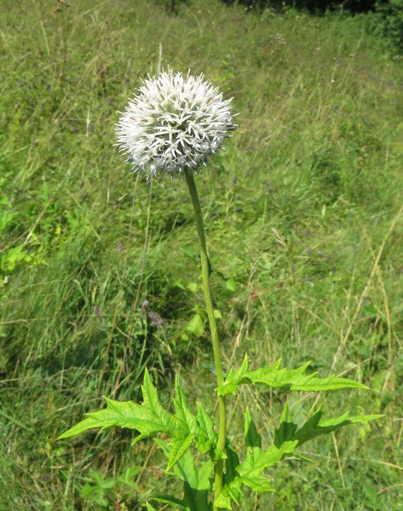 Изображение особи Echinops exaltatus.