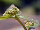 Euphorbia hirta