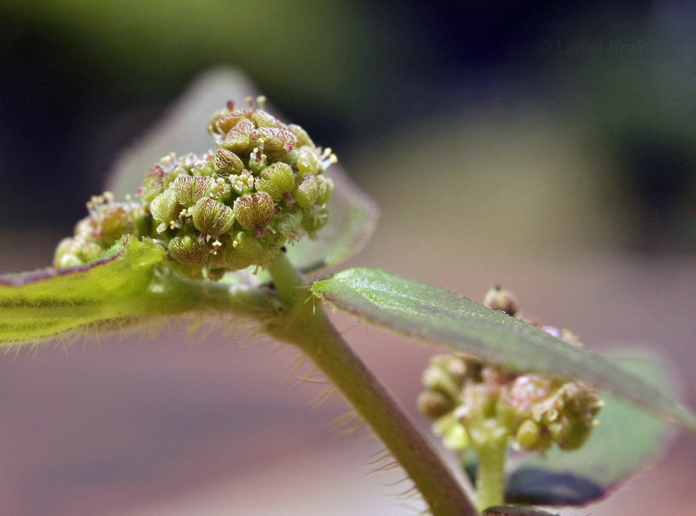 Изображение особи Euphorbia hirta.